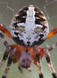 SPotted Orbweaver